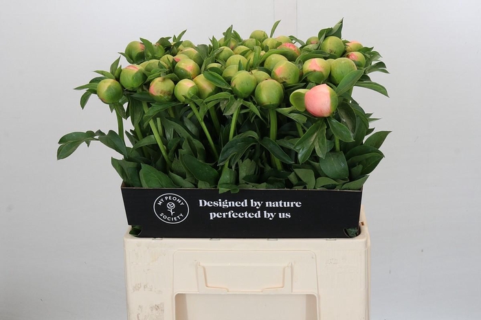 <h4>Paeonia Kingsday</h4>