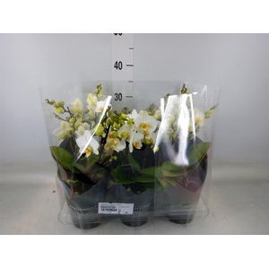 Phalaenopsis multi. 'Ant Lausanne'