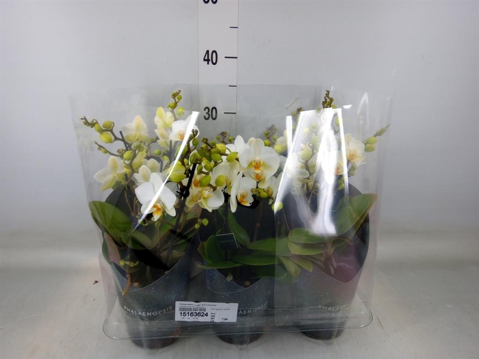 <h4>Phalaenopsis multi. 'Ant Lausanne'</h4>