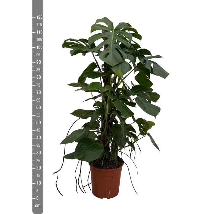 <h4>MONSTERA DELICIOSA</h4>