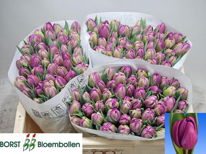 <h4>TU DU RESPECTABLE</h4>