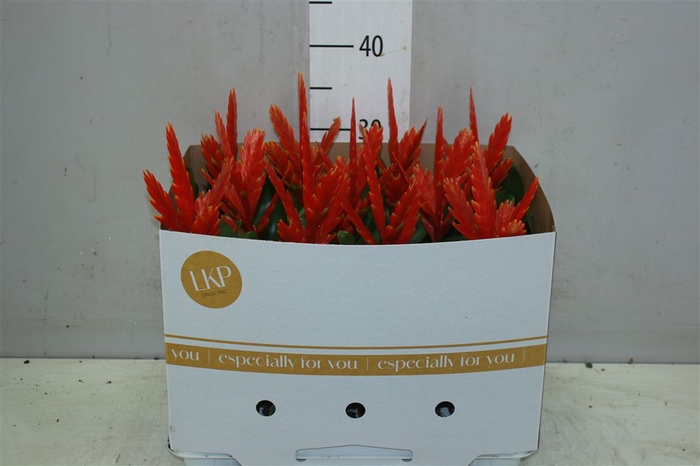 <h4>Vriesea Sparkle</h4>