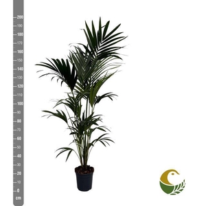 Howea forsteriana 24Ø 200cm 6pp