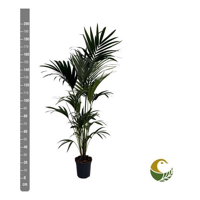 <h4>Howea forsteriana 24Ø 200cm 6pp</h4>