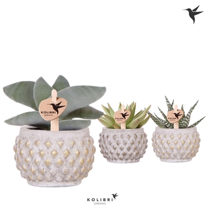 Kolibri Greens Succulenten mix in Marrakesh pot gold copper mix