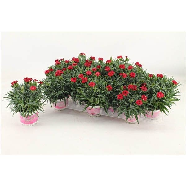 <h4>Dianthus Peman 10.5 Red</h4>