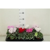 Cyclamen Ss Picasso Mix Feel Green