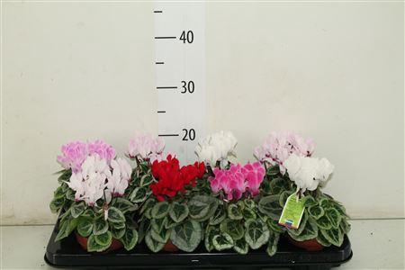 Cyclamen Ss Picasso Mix Feel Green