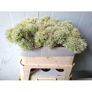 ALLIUM MOUNT EVEREST