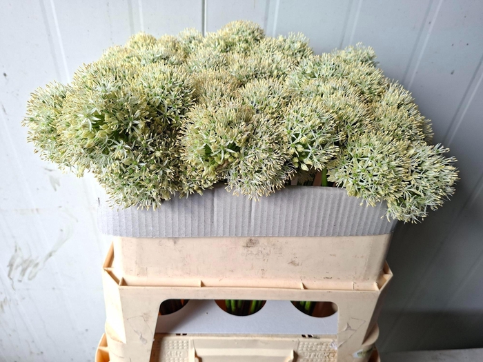 <h4>ALLIUM MOUNT EVEREST</h4>