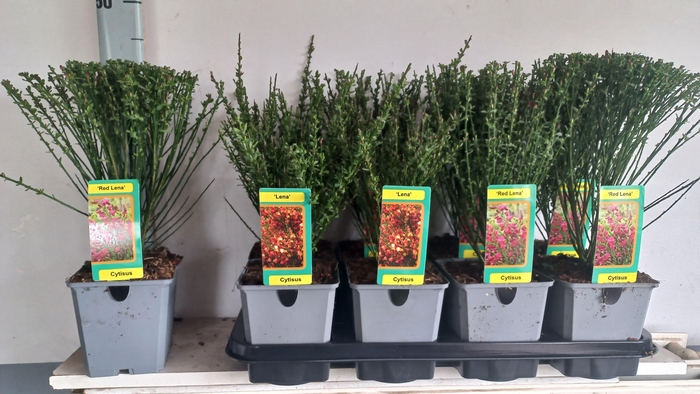 <h4>cytisus mix tray</h4>