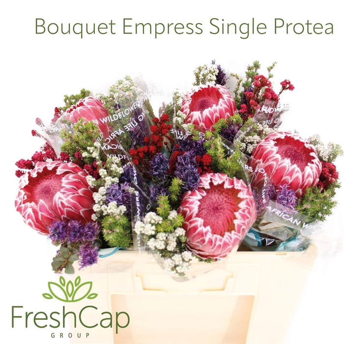 <h4>Bouquet Empress Single Protea Red</h4>