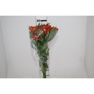 ALSTROEMERIA FLAME 080 CM