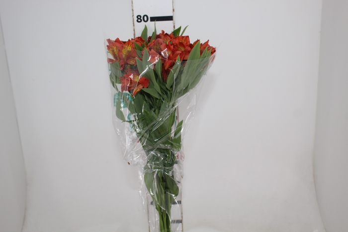 <h4>ALSTROEMERIA FLAME 080 CM</h4>