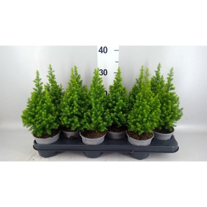 Chamaecyparis thyo. 'Spitsbergen'