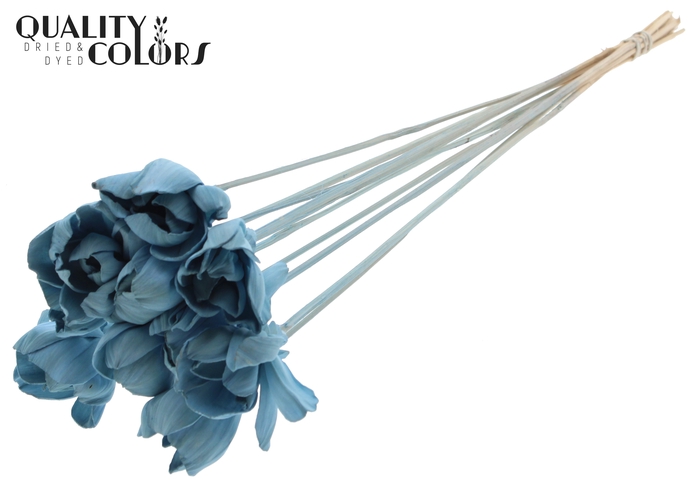 Shola Dear Holly 6cm on stem Light Blue
