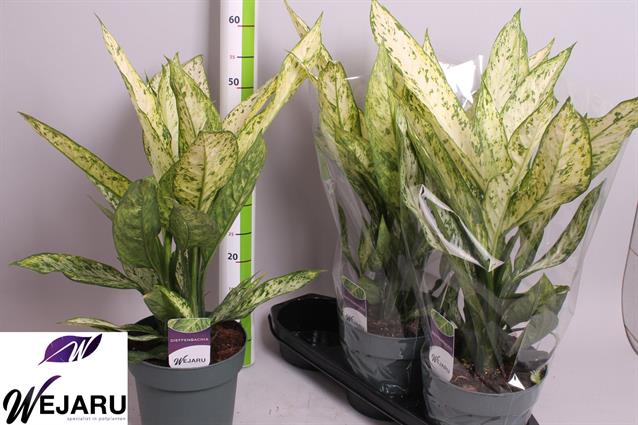 Dieffenbachia Vesuvius 19Ø 55cm