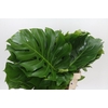 Monstera