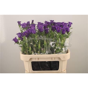 Campanula Med Champ Blue