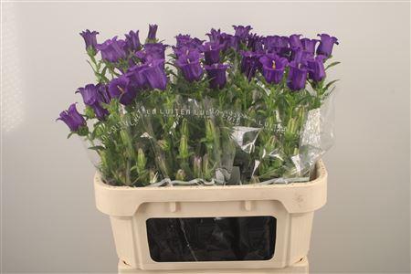 <h4>Campanula Med Champ Blue</h4>