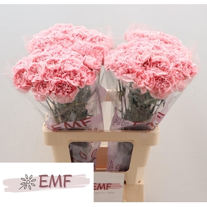 DI ST PINK MONTEZUMA