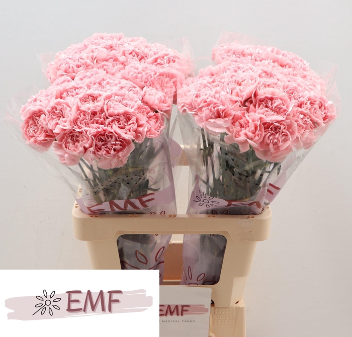 <h4>DI ST PINK MONTEZUMA</h4>