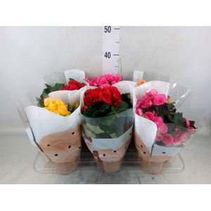 Begonia elat. DU   ...mix