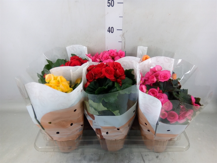 <h4>Begonia elat. DU   ...mix</h4>