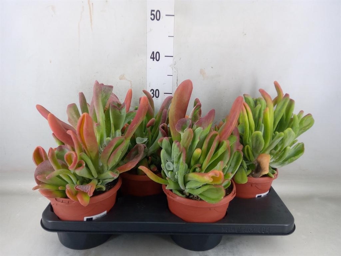 <h4>Kalanchoe NF   ...</h4>