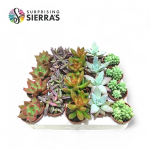 Sierra's® - Sevilla Succulent Mix (Deluxe)