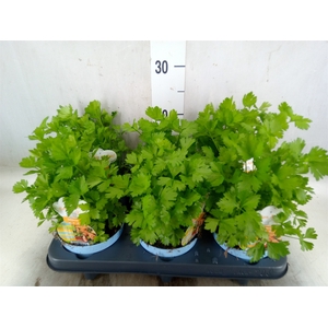 Apium graveolens