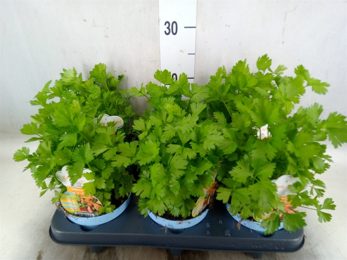 <h4>Apium graveolens</h4>