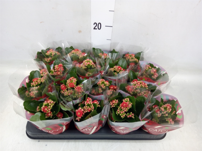 <h4>Kalanchoe blos. 'Calandiva Rubio'</h4>