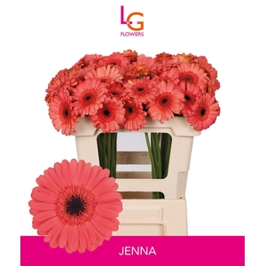 Germini Jenna Water