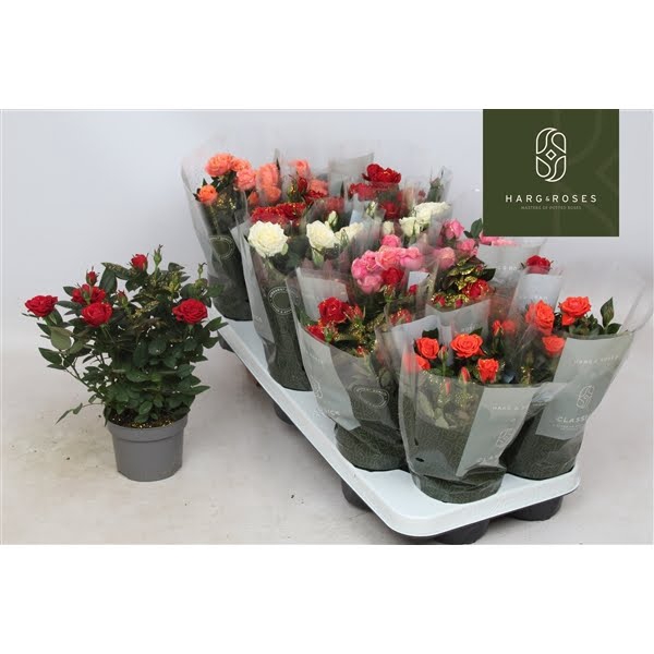 <h4>Rosa Kordana Mix Glitter (Kerst)</h4>