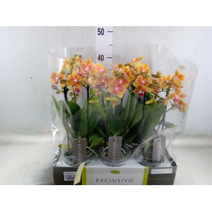 Phalaenopsis multi.   ...orange