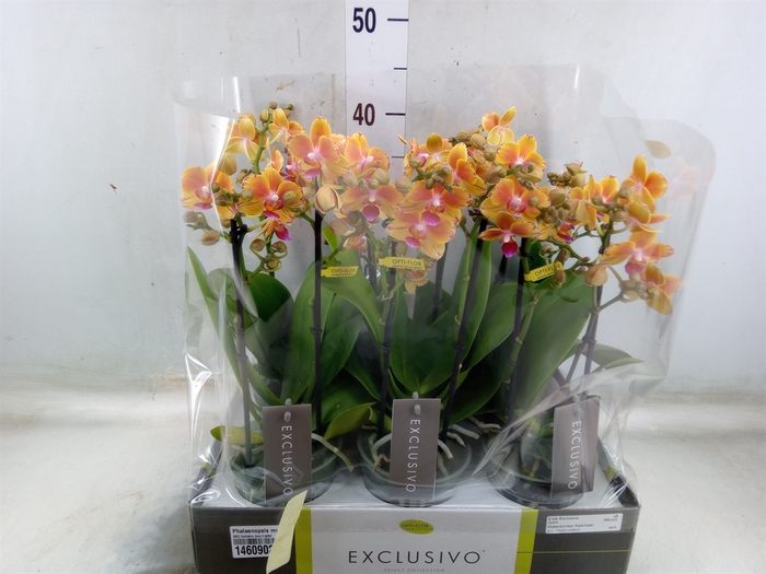 <h4>Phalaenopsis multi.   ...orange</h4>
