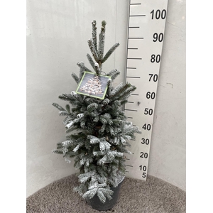 PICEA GL SUPER GREEN