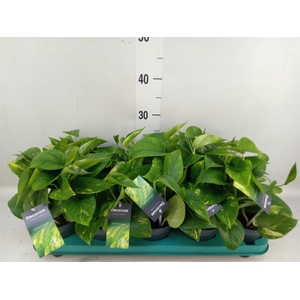 Epipremnum pinn. 'Aureum'