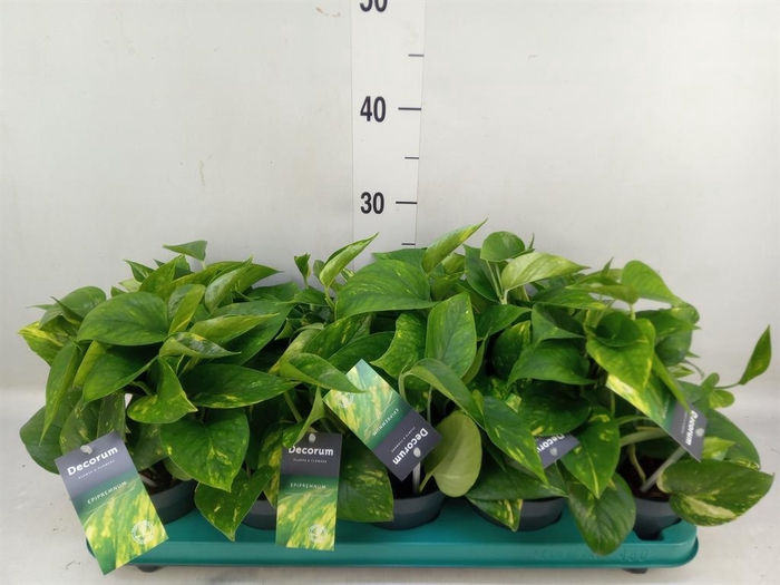 <h4>Epipremnum pinn. 'Aureum'</h4>