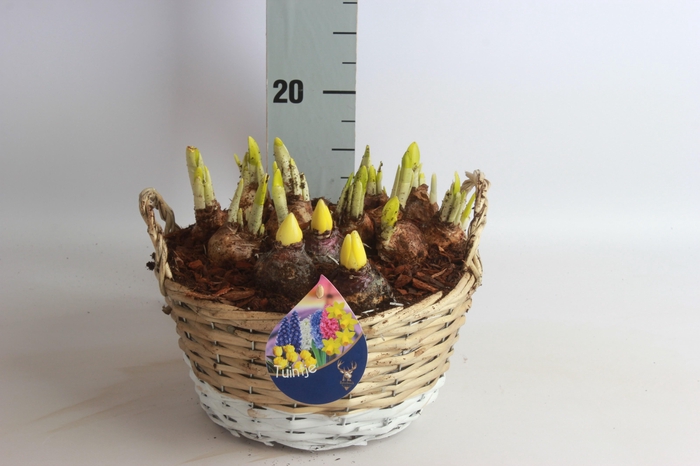 <h4>ARR BOL KNOLGEWAS</h4>