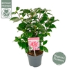 Camellia japonica