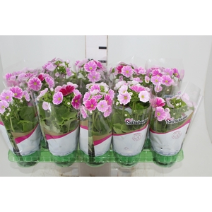 PRIMULA P11