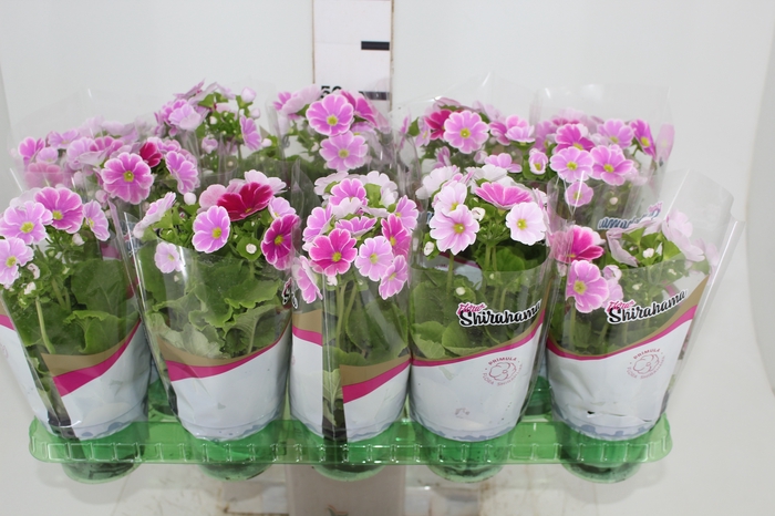 PRIMULA P11