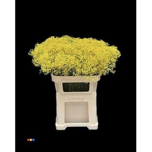 Gyps Million Star Yellow