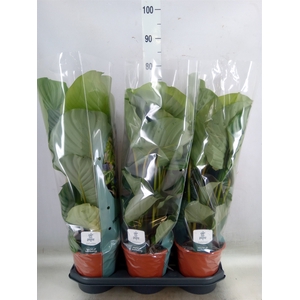 Calathea orbifolia