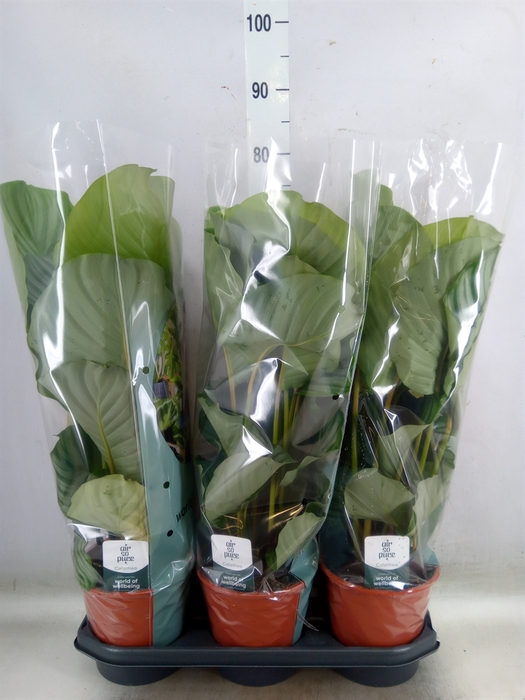 <h4>Calathea orbifolia</h4>