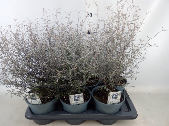 <h4>Corokia virgata 'Maori Silver'</h4>