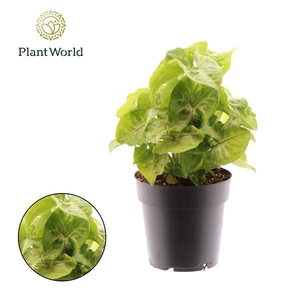 Syngonium 'Golden Allusion'
