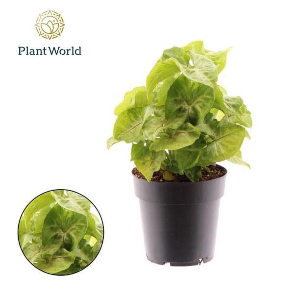 <h4>Syngonium 'Golden Allusion'</h4>